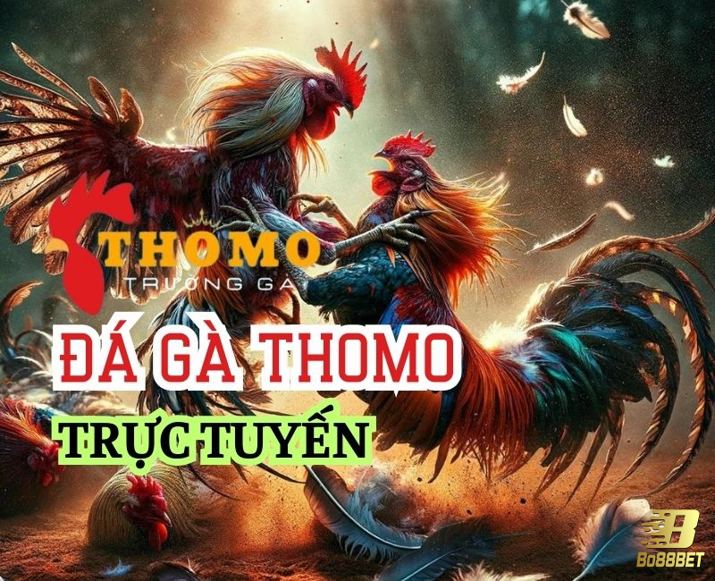 Đá gà Thomo là hình thức giải trí khá quen thuộc với những tay chơi cá độ